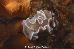 Frilled Nudibranch on a Palmate fan by Peet J Van Eeden 